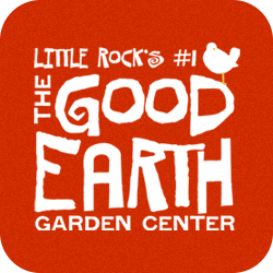 Boston Ivy - The Good Earth Garden Center
