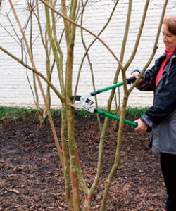 Correct crapemyrtle pruning