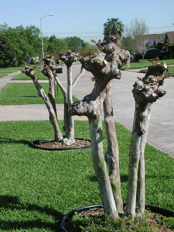 Bad pruning of crapemyrtles