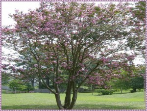 Correct crapemyrtle pruning!