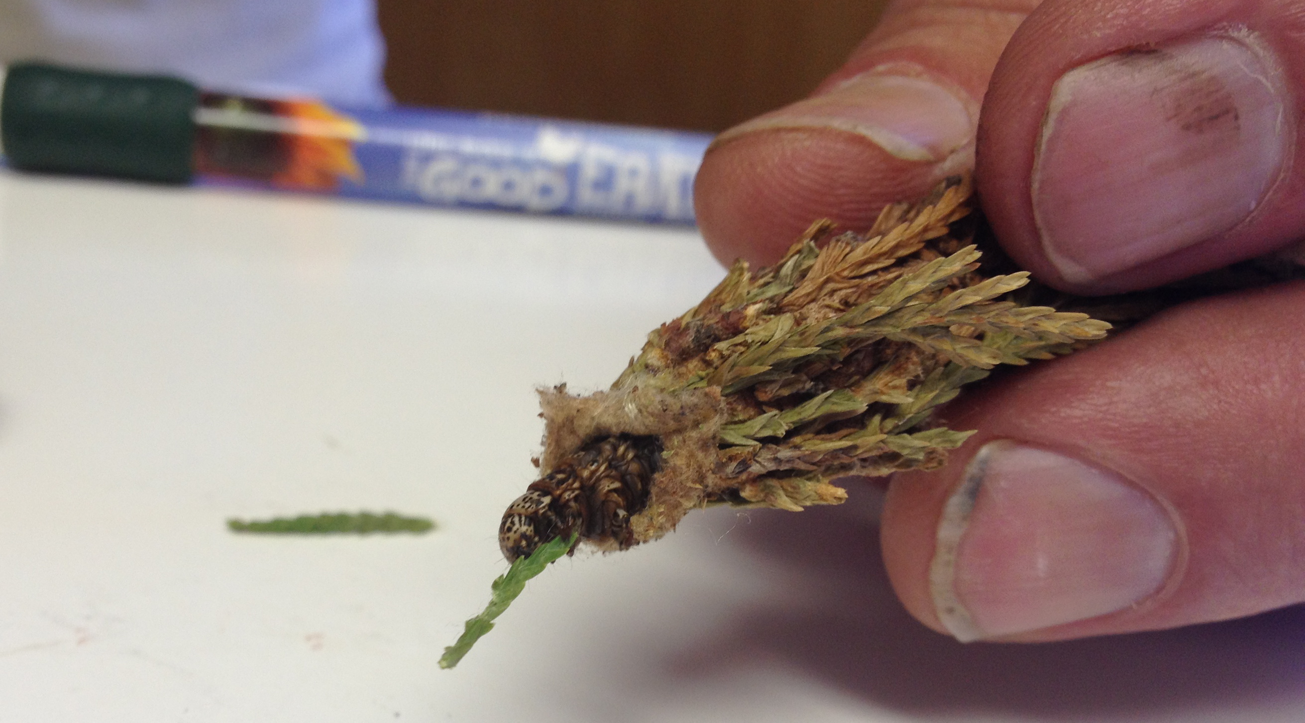 How to Control Bagworms in Your Landscape