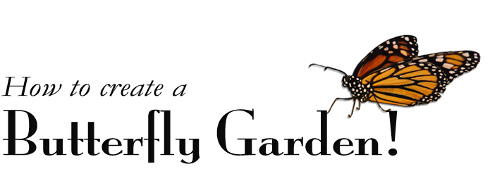 Create a Butterfly Garden