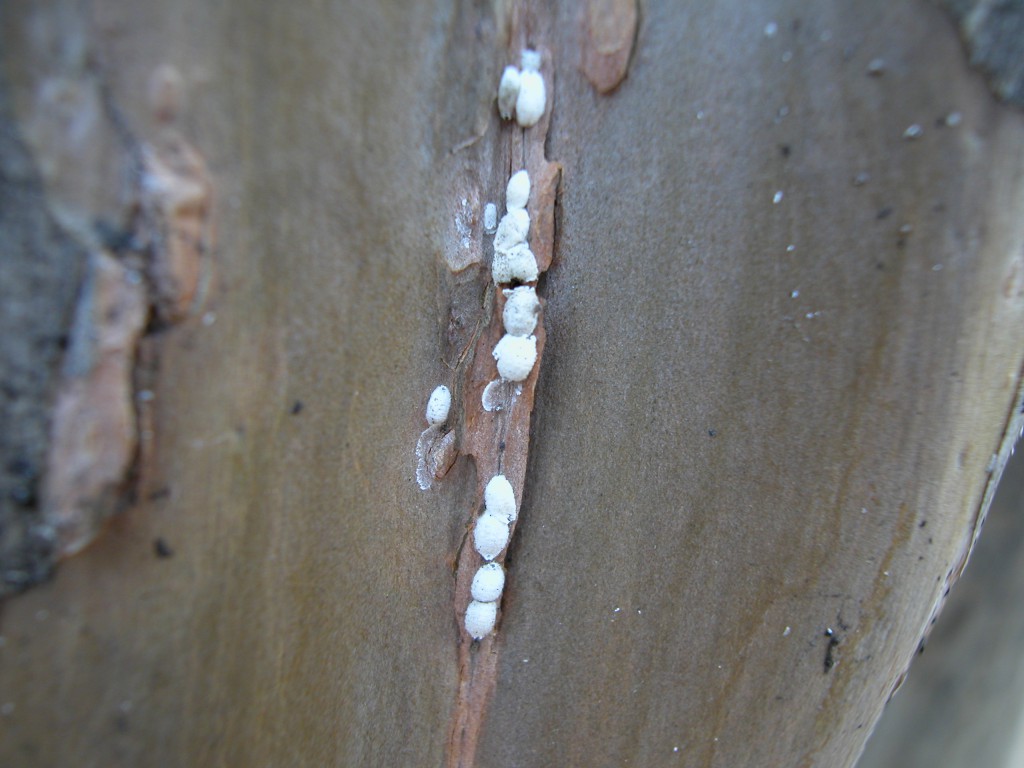 Crapemyrtle Bark Scale females