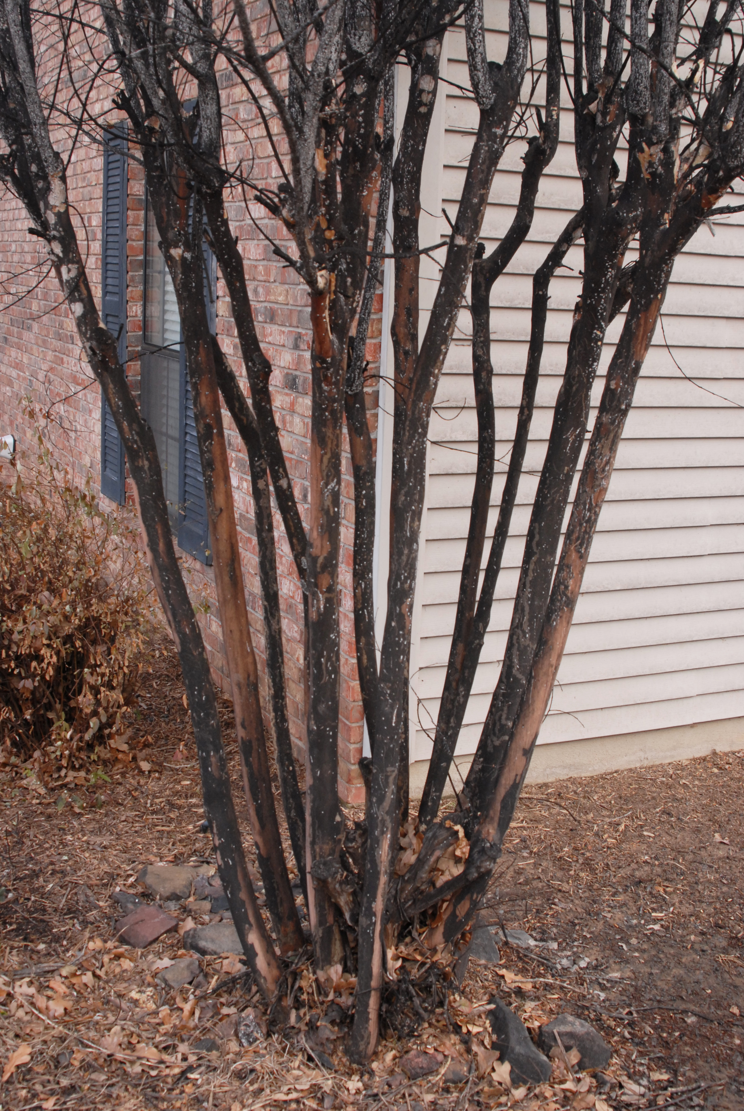 Again, black sooty mold with gray and white specs being CMBS.