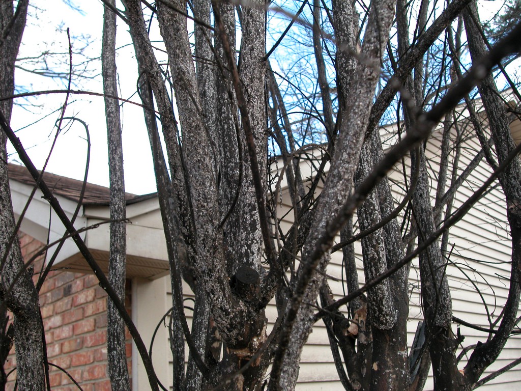 Infestation of Crapemyrtle Bark Scale