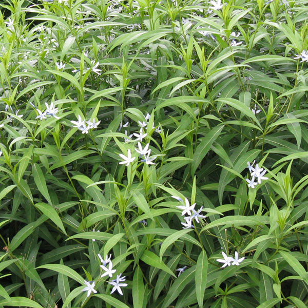 Amsonia