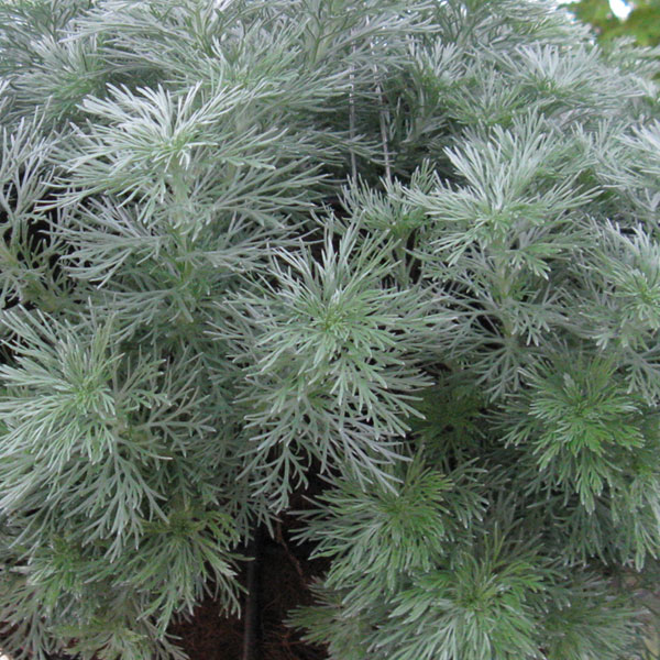 Artemisia Plant Species - The Good Earth Garden Center