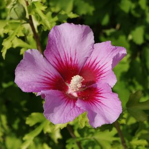 Althea Plant Species - The Good Earth Garden Center