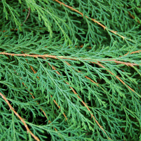 Arborvitae