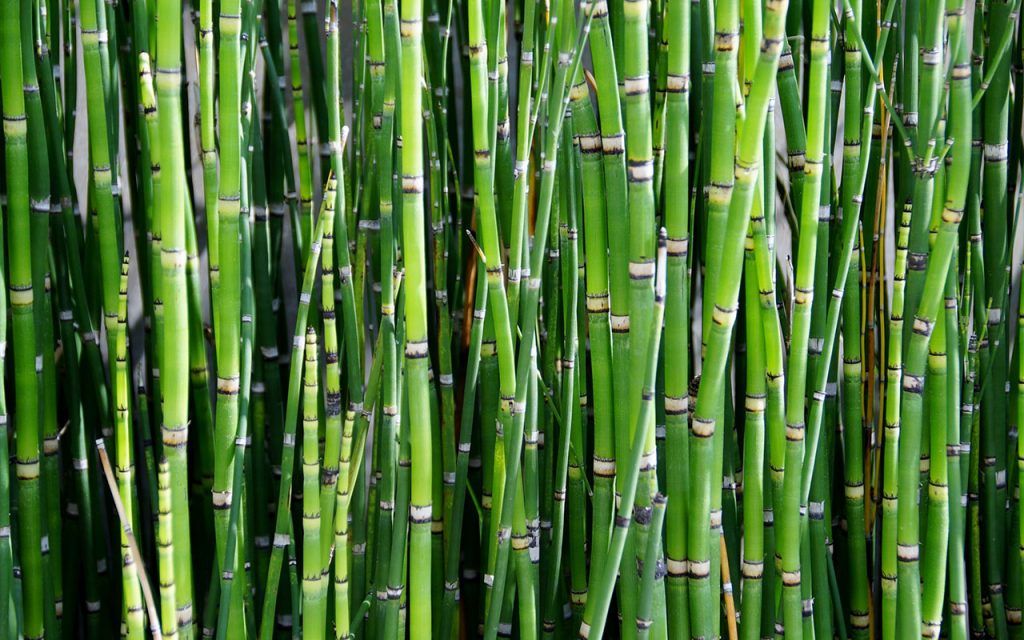 Bamboo Plant Species - The Good Earth Garden Center