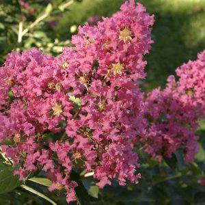 Crepe Myrtle Shrubs Plant Species - The Good Earth Garden Center