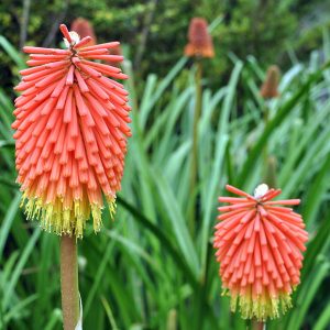 Kniphofia Plant Species - The Good Earth Garden Center