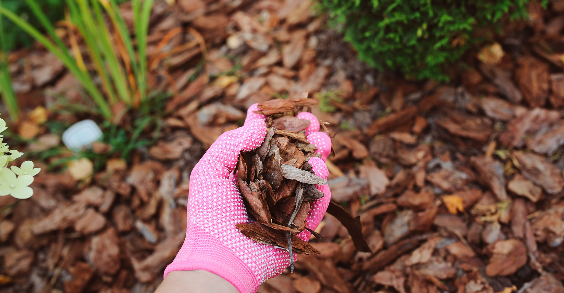 How to Control Crapemyrtle Bark Scale! - The Good Earth Garden Center