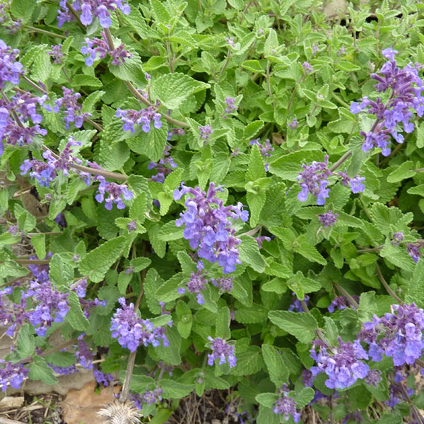 Nepeta