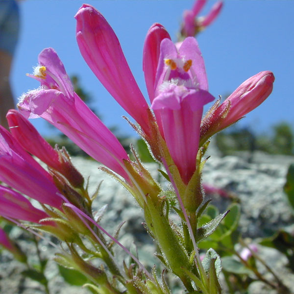 Penstemon