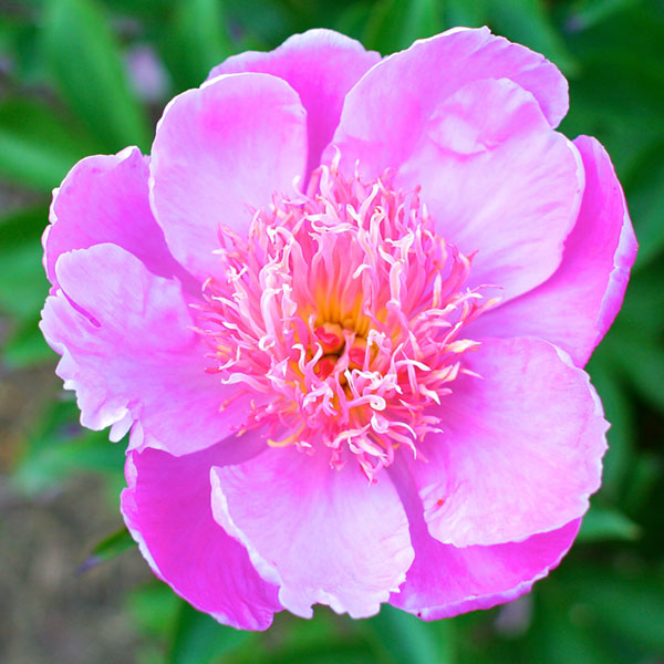 Peony