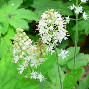 Tiarella Plant Species - The Good Earth Garden Center