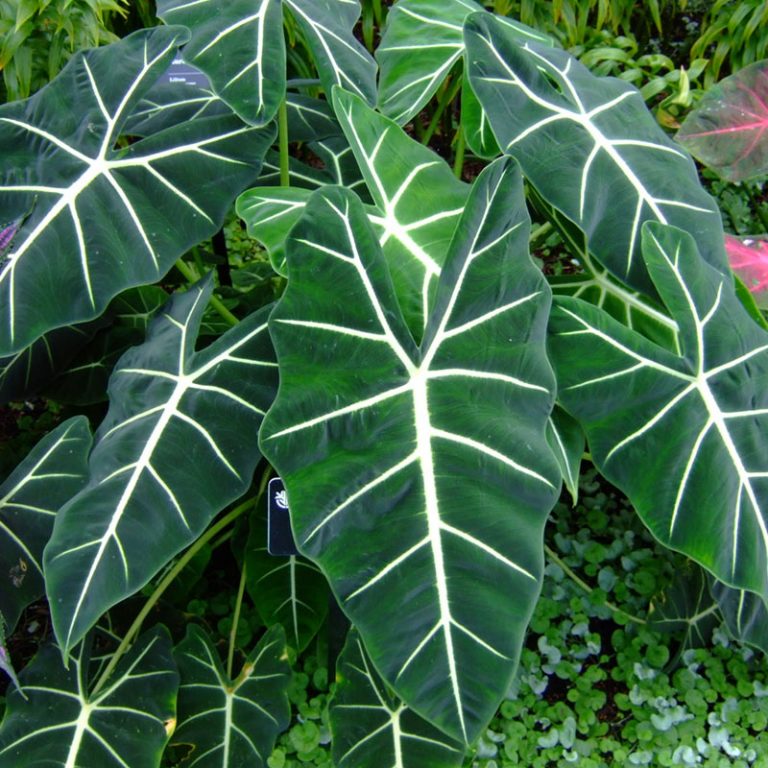 Alocasia Plant Species - The Good Earth Garden Center