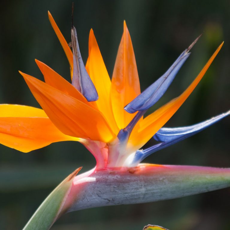 Bird of Paradise Plant Species The Good Earth Garden Center