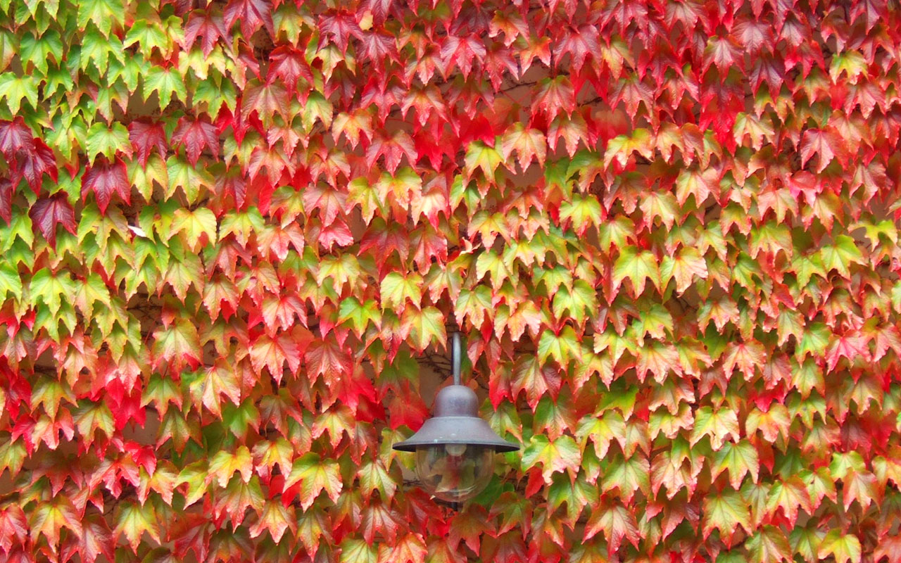Boston Ivy Losing Leaves - Why Does Boston Ivy Lose Its Leaves