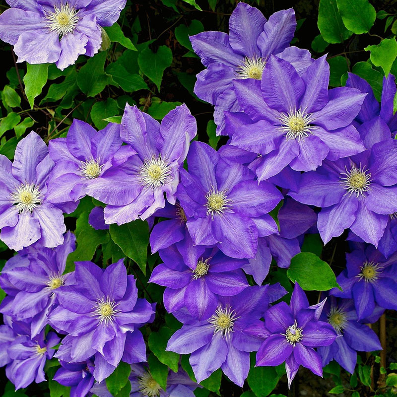 Clematis Plant Species The Good Earth Garden Center