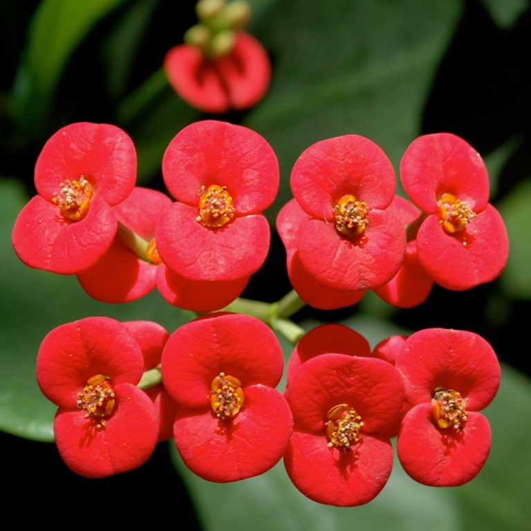 Crown Of Thorns Plant Species The Good Earth Garden Center 8260