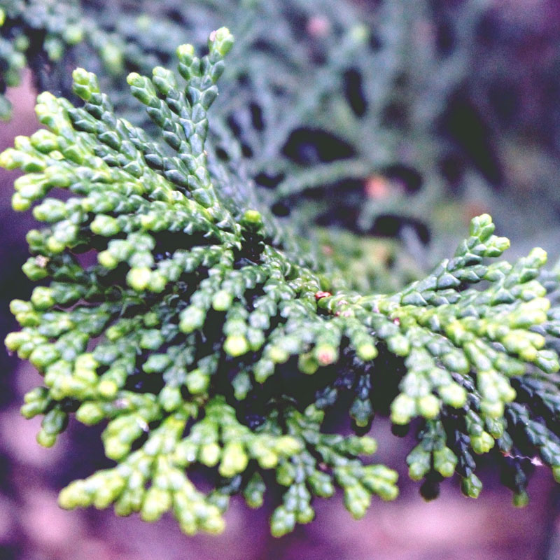 Cypress Trees - The Good Earth Garden Center