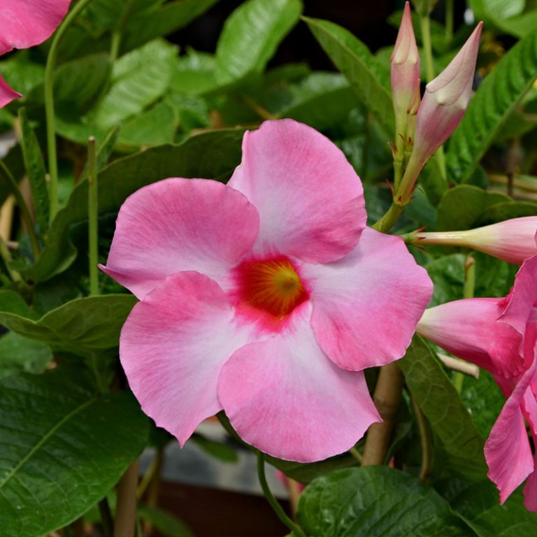 Dipladenia Plant Species - The Good Earth Garden Center