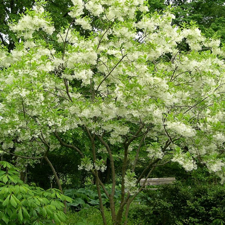 Fringe Tree Plant Species - The Good Earth Garden Center