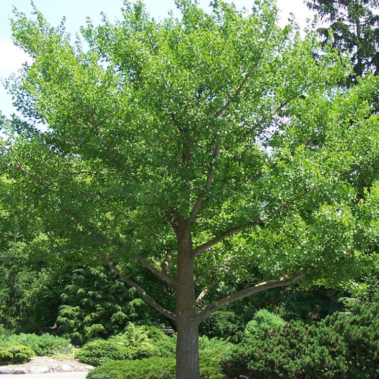 Ginkgo Plant Species - The Good Earth Garden Center