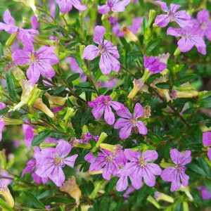 Mexican Heather Plant Species - The Good Earth Garden Center