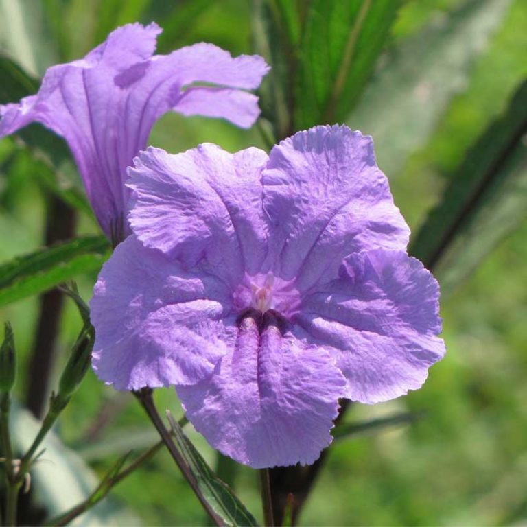 Mexican Petunia Plant Species The Good Earth Garden Center