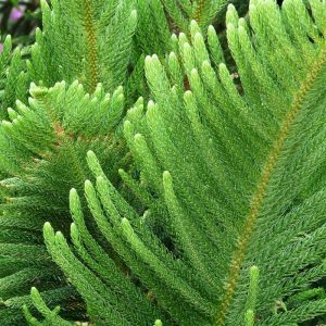 Norfolk Pine Plant Species - The Good Earth Garden Center