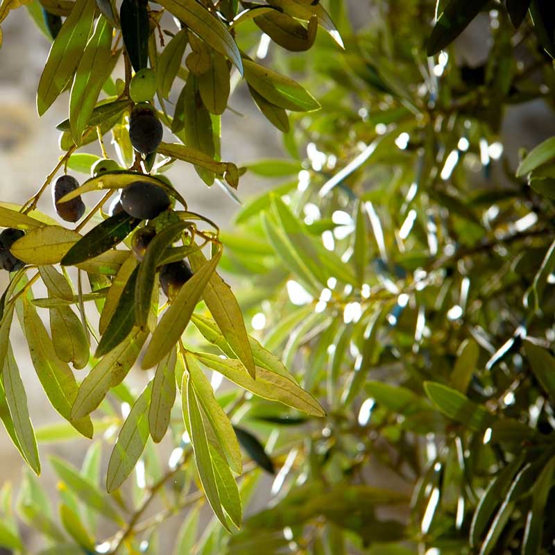 Sweet Olive Plant Species - The Good Earth Garden Center