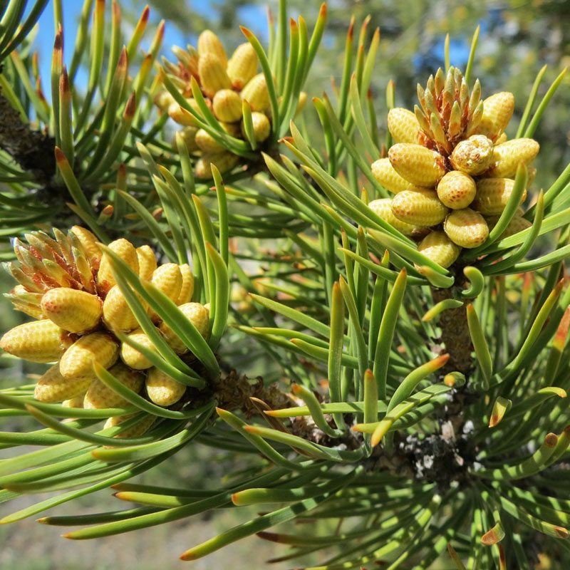 Pine - The Good Earth Garden Center