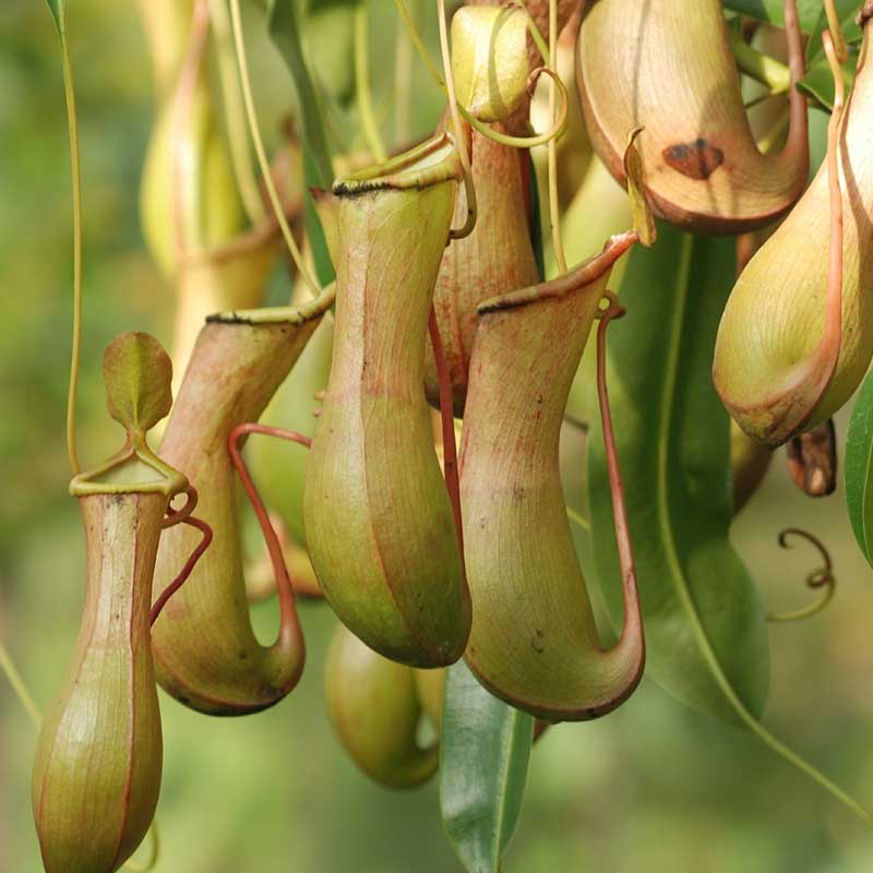 Pitcher Plant - The Good Earth Garden Center