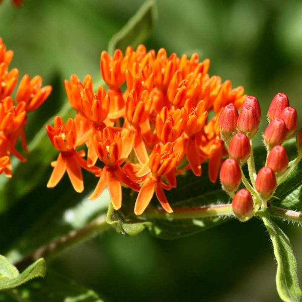 Tropical Butterfly Weed