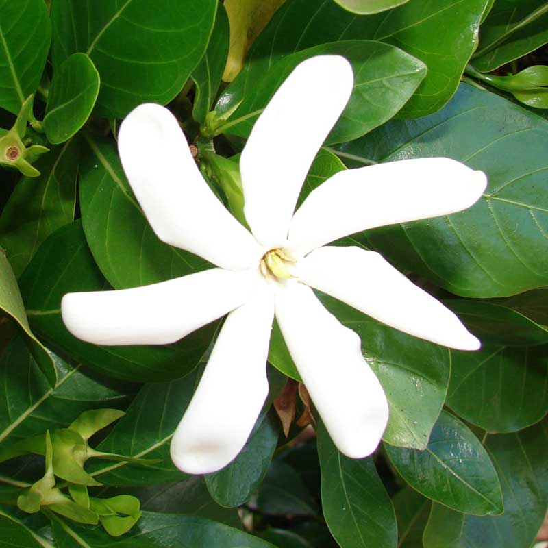 Tropical Jasmine Plant Species - The Good Earth Garden Center