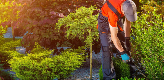 A person wearing work gloves, a cap, and an orange shirt is tending to green shrubs and bushes in a sunlit garden, showcasing the care and attention that comes with every landscape service request.
