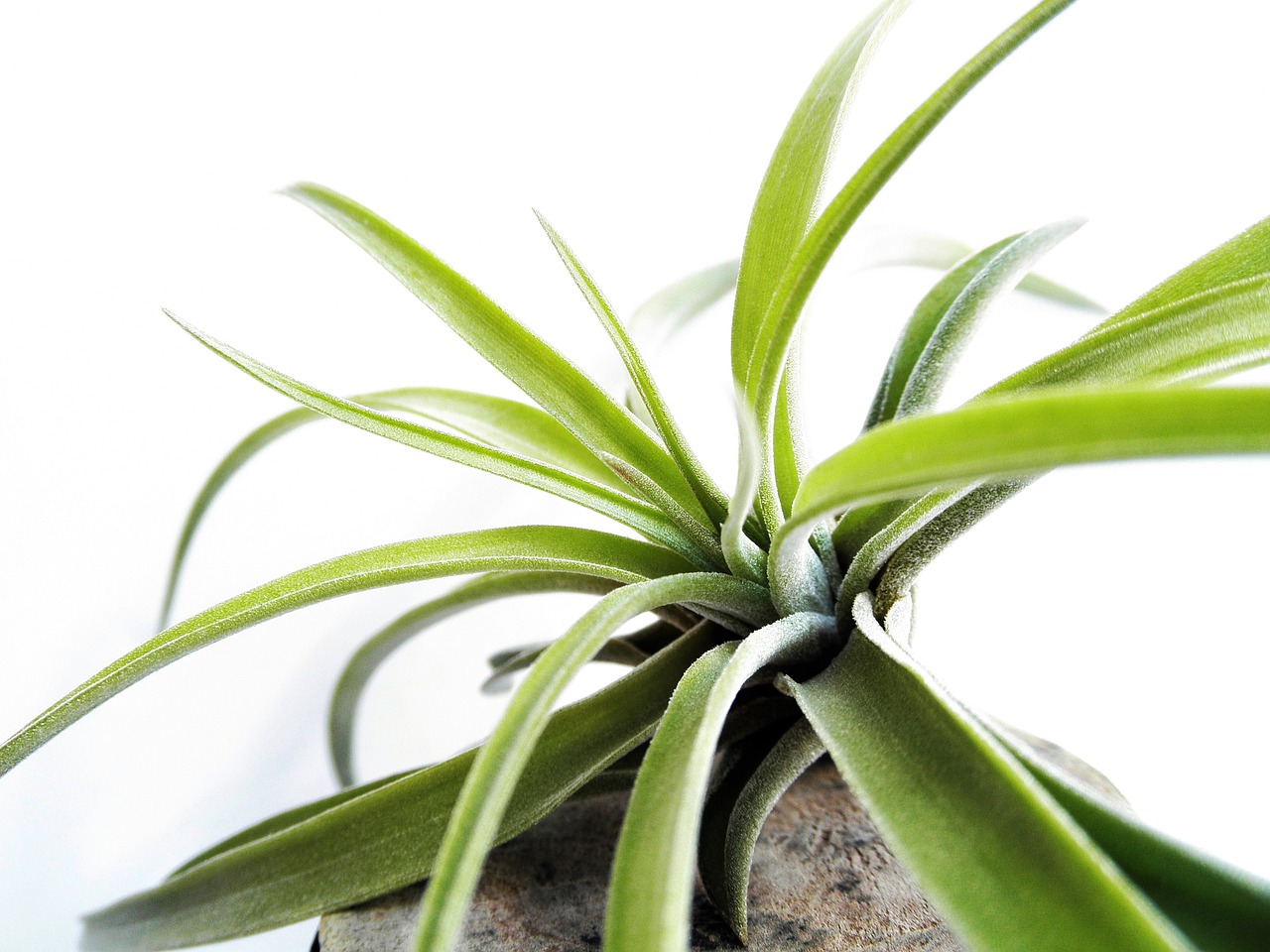 E-6000 Tillandsia Glue