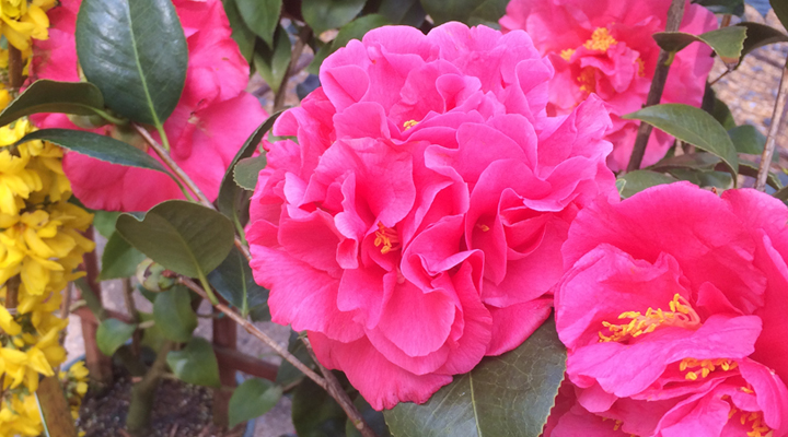 Camellia Care and Planting Tips