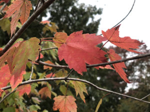 Fall Foliage Colors in Arkansas - Good Earth Garden Center