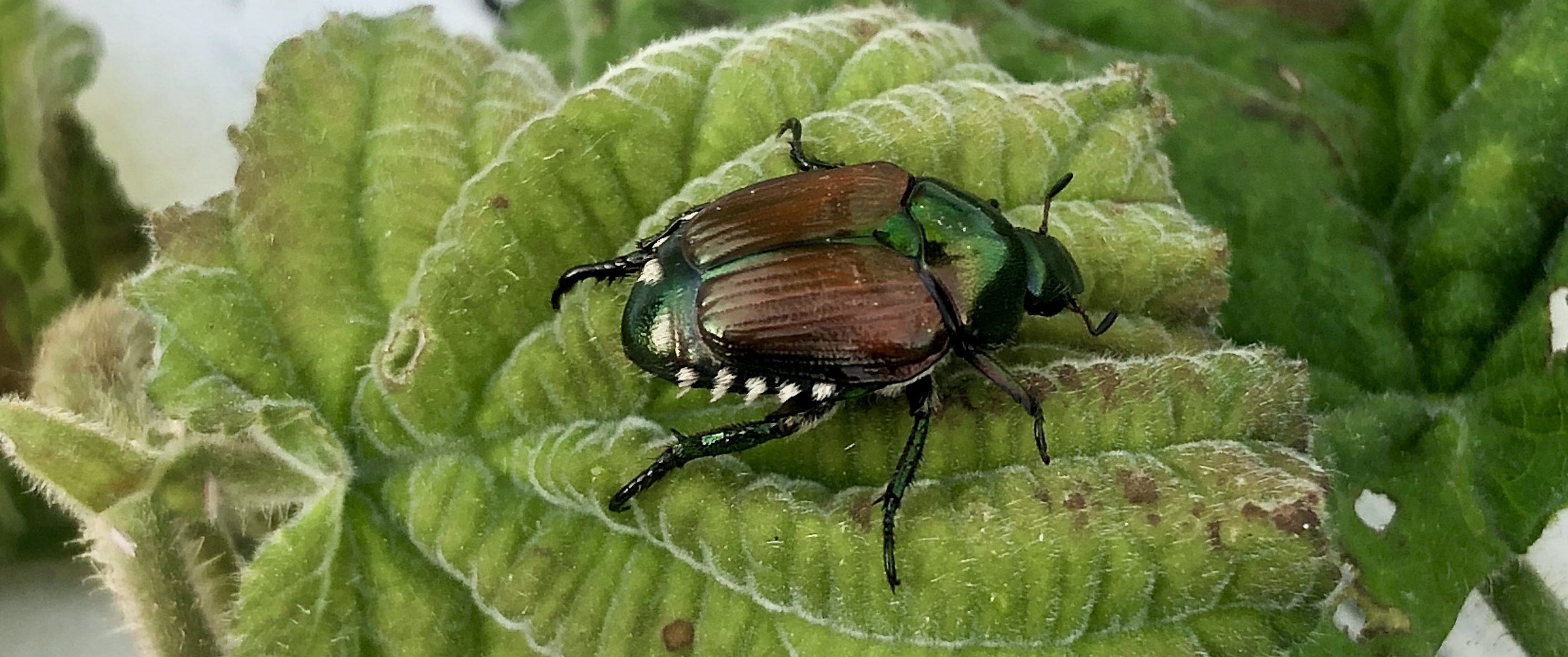 Japanese Beetle Control - Good Earth Garden Center