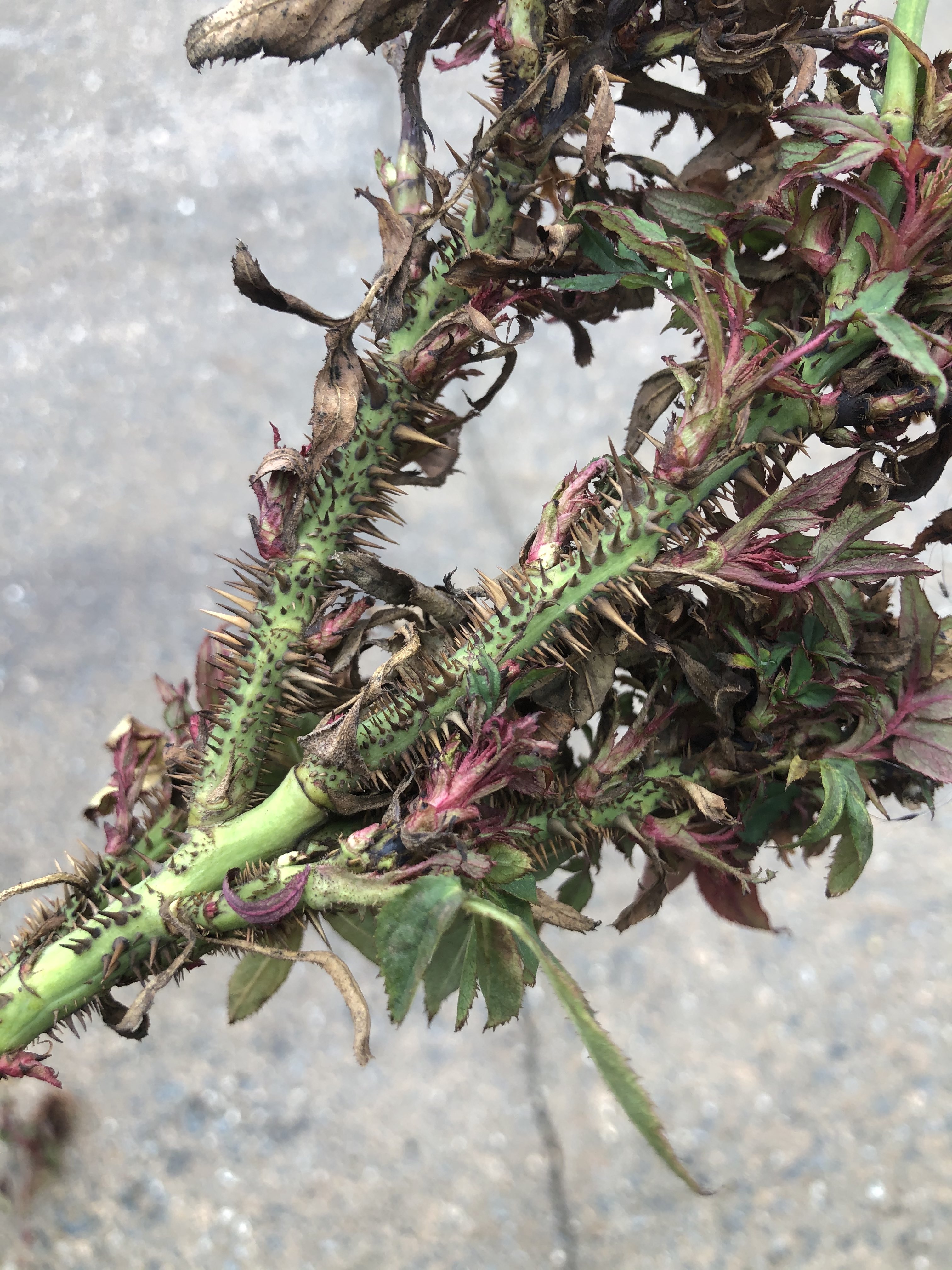 Rose Rosette Virus Identification and Control - Good Earth Garden Center