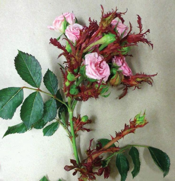 Rose Deformities - Causes Of Deformed Rose Leaves And Flowers