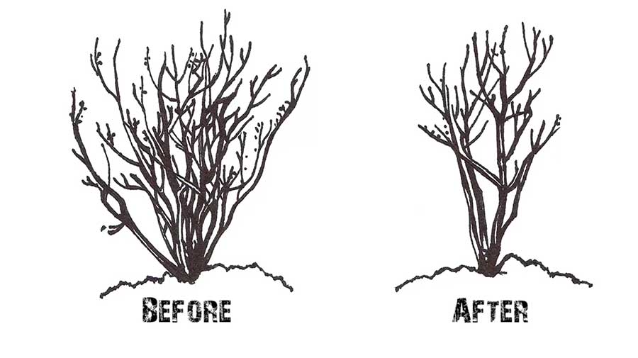 How to Prune Crapemyrtles Correctly