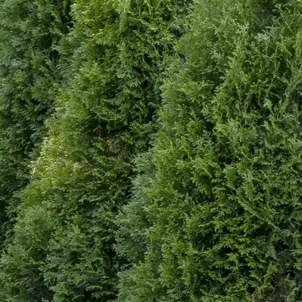 Dense, lush green coniferous shrubs or trees with thick, overlapping foliage create a natural, textured backdrop—perfect for showcasing the art of pruning evergreens.