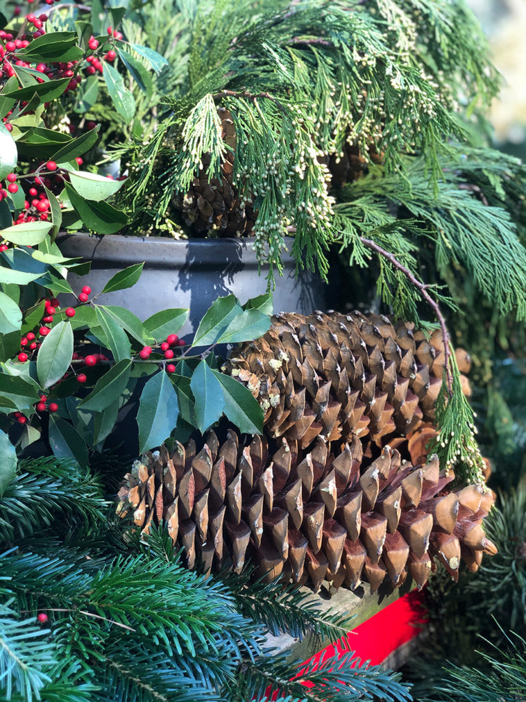 Fresh Cut Fir Evergreen Boughs, Branches for Holiday Decorations