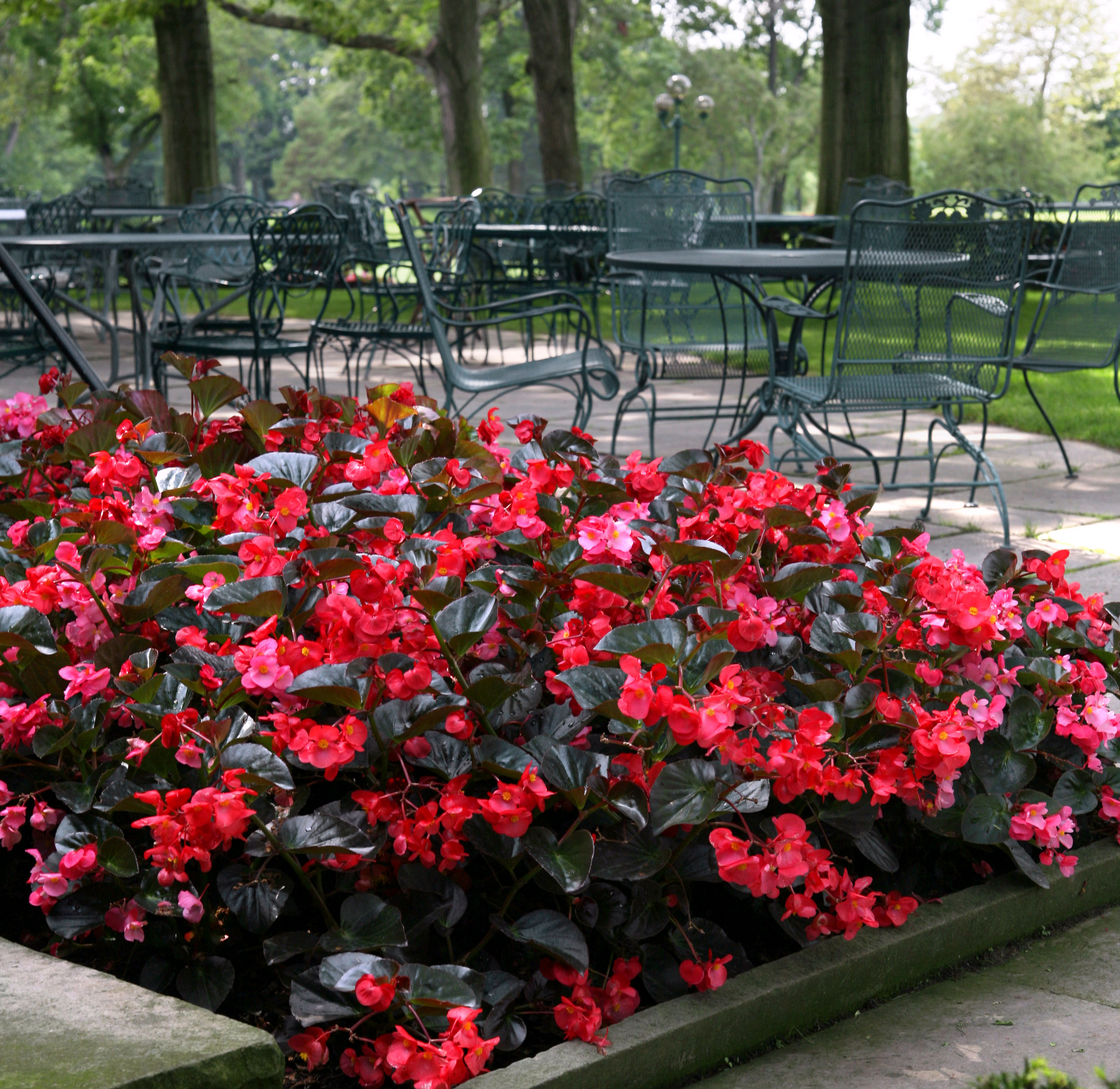 Begonia garden store