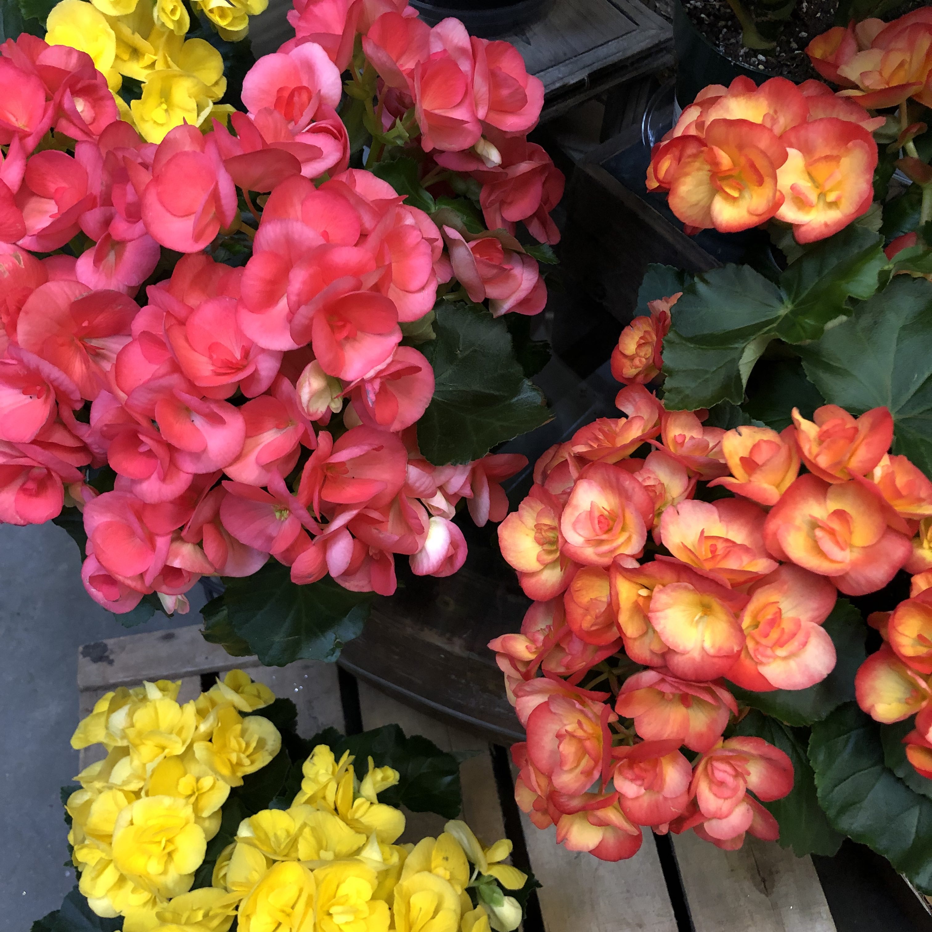 tuberous begonia colors